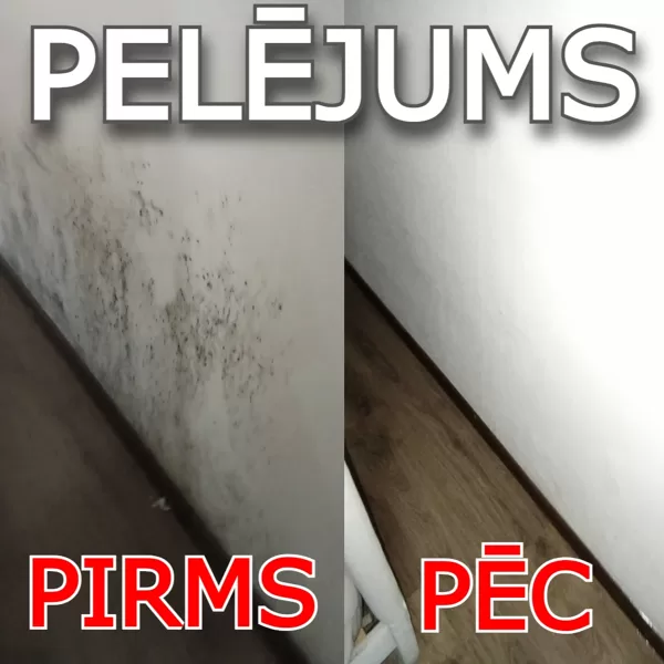 Pelējums uz sienas telpā pirms apstrādes ar ķīmiskām vielām un pretpelējuma līdzekļiem.