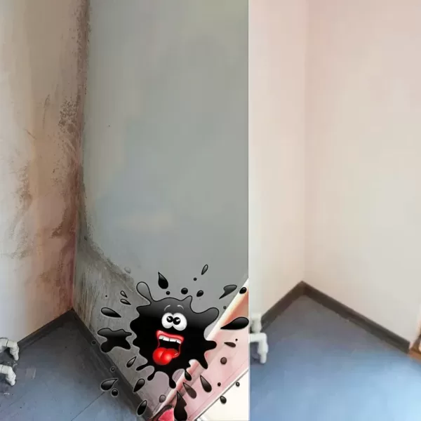 Pelējuma sēne sienas stūrī pie grīdas (Pirms un Pēc) dezinfekcijas: Rīga, Jūrmala, Latvija.