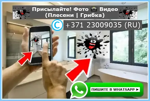 Пример оценки стоимости удаления плесени — пришлите фото или видео поражённых мест в WhatsApp