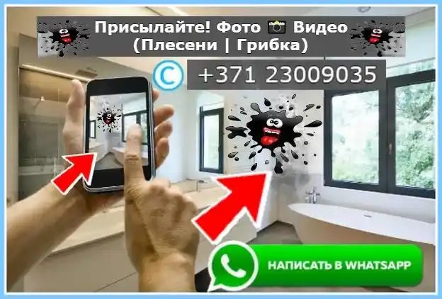 Присылайте узнаете точную цену фото видео плесени и грибка на ватсап 24/7